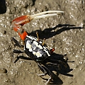 Signaling Fiddler Crab (Tubuca signata) in Jack Barnes Boardwalk<br />Canon 7D + EF70-200 F4L